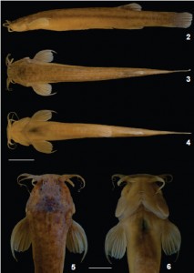 A Brazilian Ituglanis boticario cave dwelling catfish.