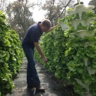 Dave Myler, owner of Blue Grotto, carefully tends his hydroponic farm.