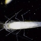A Creepy Crawly Cave Animal.