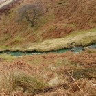 Cogden Beck in the Yorkshire Dales turned green overnight.