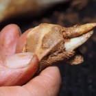 A jawbone of an extinct Flat-headed peccary.