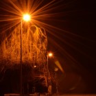 Lights may not attract bats after all.