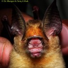 The Kolar Leaf-nosed Bat.