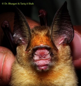 The Kolar Leaf-nosed Bat.