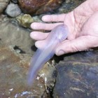 A team of Chinese cavers stumbled across the tadpole in an underground stream.