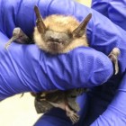One of four bats currently in the care of the Dane County Humane Society wildlife rehabilitation center.