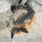 An Eastern small-footed bat hanging out.