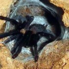 Colonies of tarantulas have been discovered in Philippine caves.