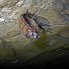 A tri-colored bat (Perimyotis subflavus) showing symptoms of white-nose syndrome in a Jackson County, Alabama cave.