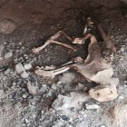 The mummified Mountain Lion found in the Nevada cave.