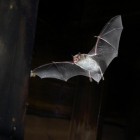 Myotis daubentonii.