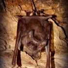 The Greater Mouse-tailed bat.