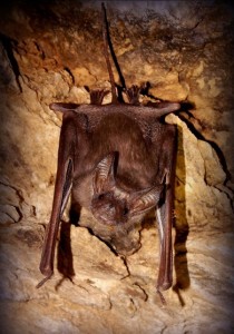 The Greater Mouse-tailed bat.