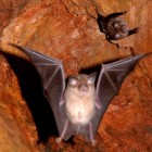 Rhinolophus_blasii-e1427176891555