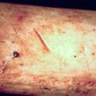 Cut marks are visible on the bones.