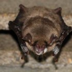 A hibernating Myotis myotis near the city of Greifswald, Germany infected with Pseudogymnoascus destructans.
