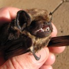 The newly appointed state land mammal of Hawaii, the Hawaiian Hoary Bat.