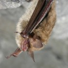 Northern Long-eared Bat.