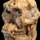 The skull of Little Foot.