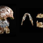 Researchers found an ancient human skull, left, with modern characteristics, and a human jaw, right, with modern and archaic traits, in the same cave in northern Laos.