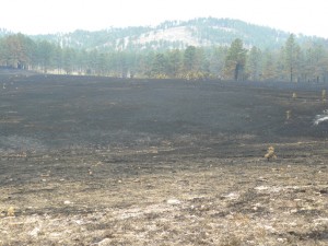 The freshly scorched terrain of Wind Cave National Park.