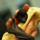 An adorable orphaned baby bat.