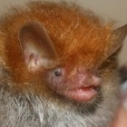 A Tube-nosed bat discovered during the 2011 Meghalaya caving expedition.