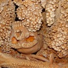 The skull of Altamura Man, surrounded by calcite deposits.
