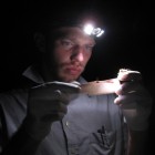 Researcher Joseph Hoyt examines a little brown bat for signs of white-nose syndrome outside a mine in New York.