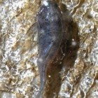 A small catfish climbing a 75 degree sheet of water over flowstone.