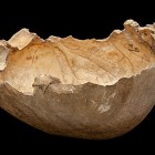 A human skull-cup uncovered in Gough's Cave in Somerset, England.