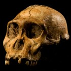 The cranium of Malapa hominid 1 (MH1) from South Africa, the holotype for Australopithecus sediba.