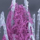 A scanning electron micrograph of P. destructans cells (in purple) entangling mouse body hair.