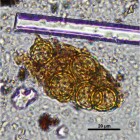 Fossilised pollen of Chenopodiaceae which appeared on the tomb