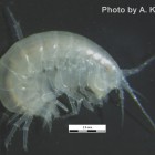 The new species Zenkevitchia yakovi