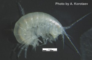 The new species Zenkevitchia yakovi