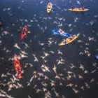 Mexican free-tailed bats flying over the Colorado River.