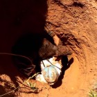 Cavers rescue calf from sinkhole.