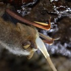 A biologist prepares to swab a tri-colored bat during annual white-nose syndrome surveillance efforts.