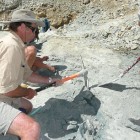 Excavating the bat fossil.