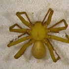 The new species of Liocranoides.