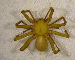 The new species of Liocranoides. 