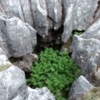 Limestone, The Living Rock.